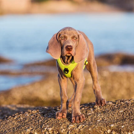 Pet Products Explosion Proof Flush Strap Reflective Chest Vest