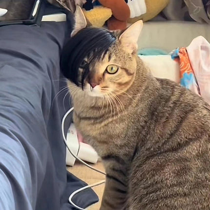 Pet Wig Fox Cat Funny Dress Up