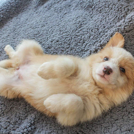 Plush Pet Blanket Dog Mat Cat Mat Pet Air Conditioning Mat Pet Plush Mat