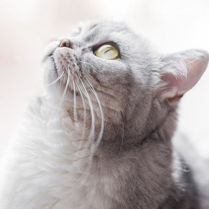 Cat Hammock Bask In The Sun Hanging Cat Hammock