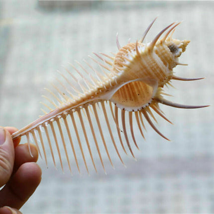 Ancient Conch Comb Conch Shell Aquarium Fish Decoration Specimen Conch