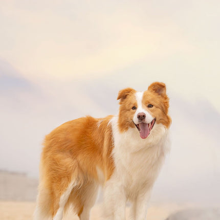 Dog Shoes Breathable Anti-dirty