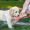 Pet Drinking