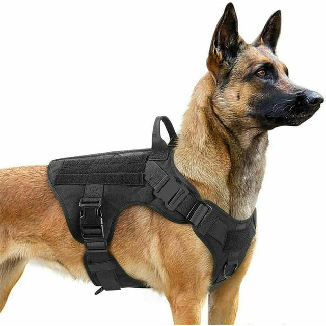 Pet Trainers