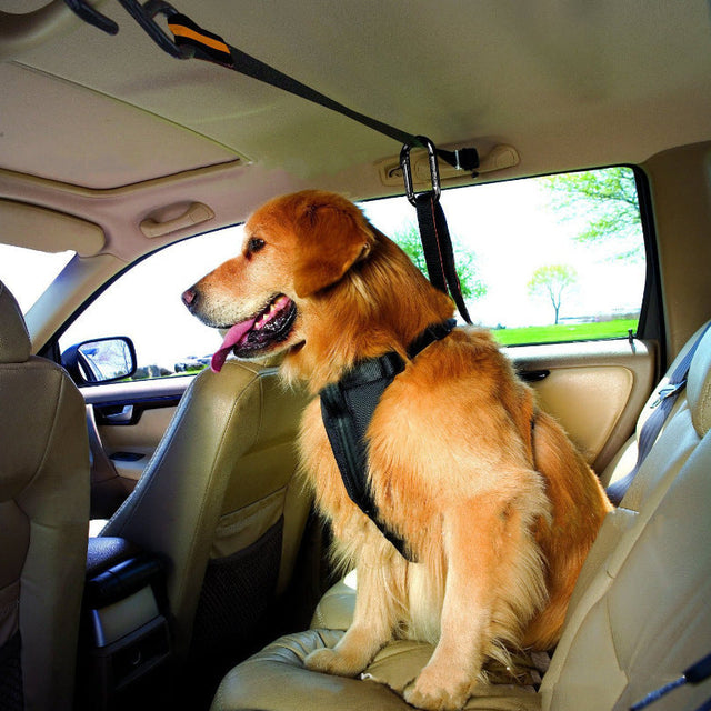 Pet Seat Belts