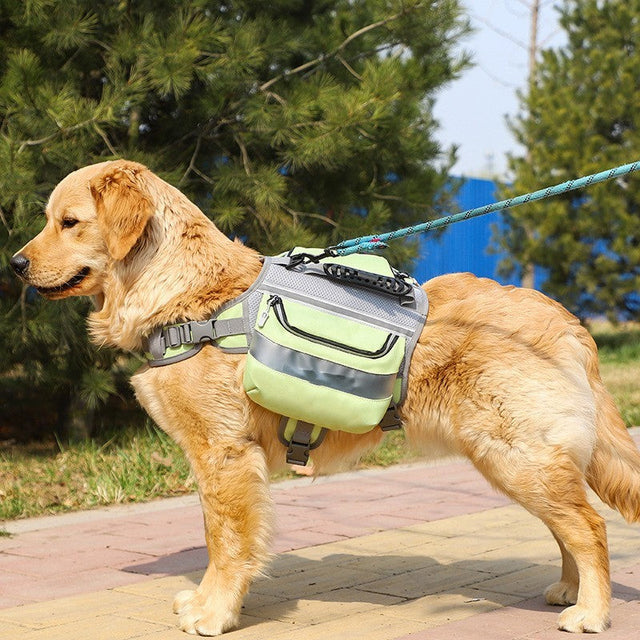 Pet Outdoor