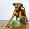 Pet Toys