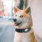 Pet Collars