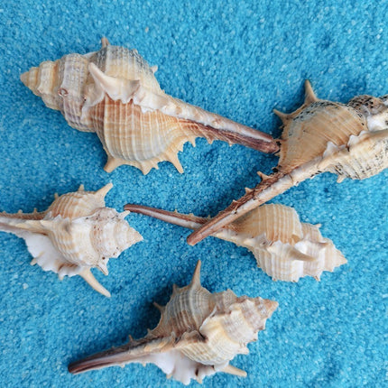 Natural Shell Conch Conch 5-9cm Home Fish Tank Micro Landscape Decoration