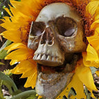 A / 1flower