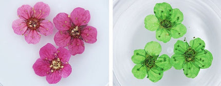 Naeljuwele klein gedroogde blomme