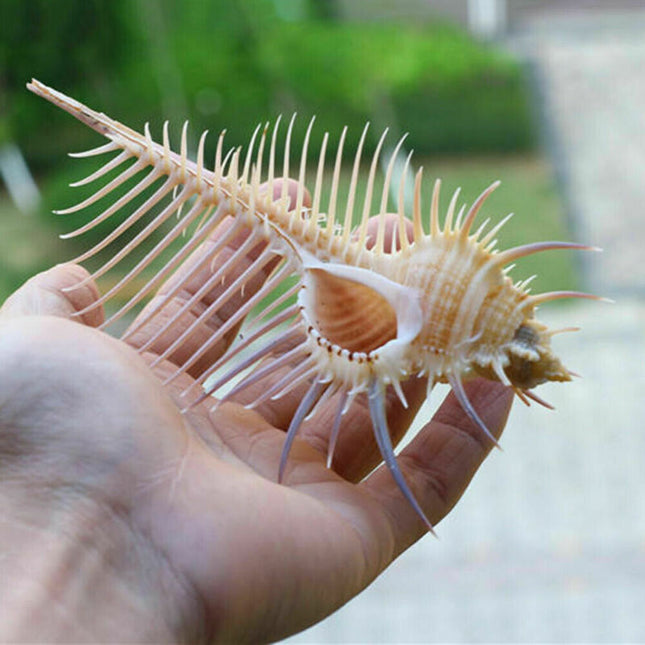 Antike Muschel Kamm Muschel Aquarium Fisch Dekoration Exemplar Muschel