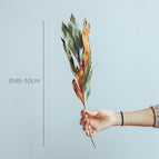 Photo Color / 1set