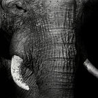 G / 20x40cm