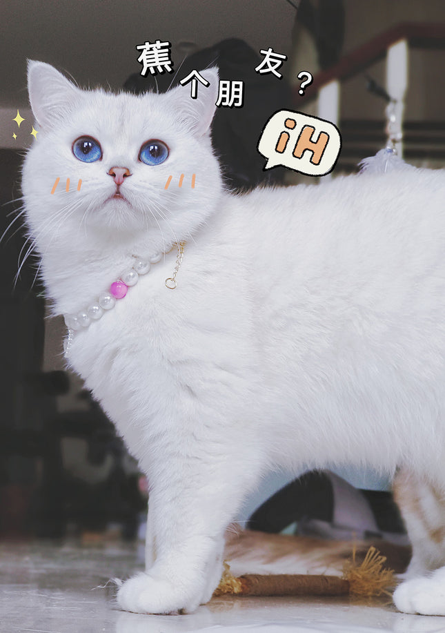 Pet Cat Beads Love Necklace