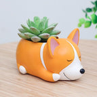 Dog3