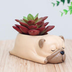 Dog8
