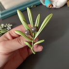 Plant 9