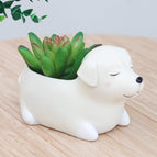 Dog7