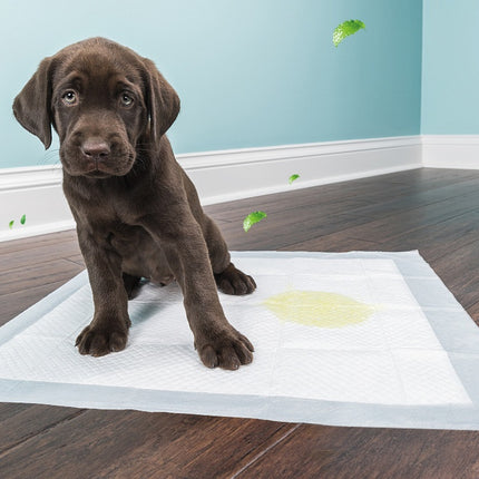 Pet Diapers Disposable Thickened Absorbent Urine Is Not Wet