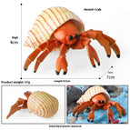 Hermit Crab Stripes