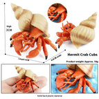 M3026 Hermit Crab