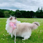 Crystal purple clothes leash / M