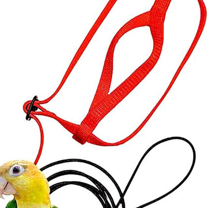 Parrot Flying With Flying Rope And Bird Harness