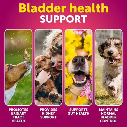 Do Not Sell On Amazon Dog UTI Treatment Cranberry Supplement Bladder Control Urinary Tract Infection Incontinence Pill Bladder Stones UTI Medicine Treats 70 Soft Chews For Kidney Support With Fish Oil